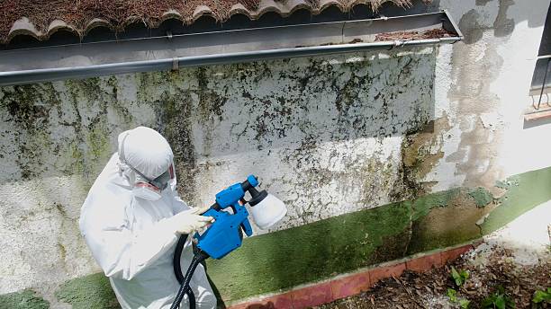 Trusted Commercial Mold Remediation service in Hollywood, FL - Cheap Mold Removal